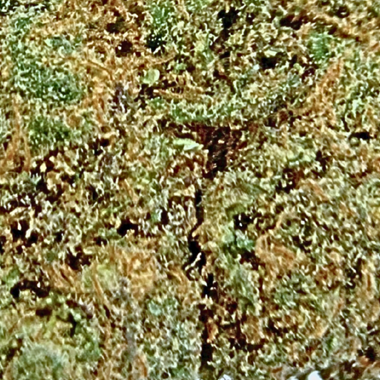 Tropicana - Fleurs CBD - INDOOR - PREMIUM - *Exclusivité*