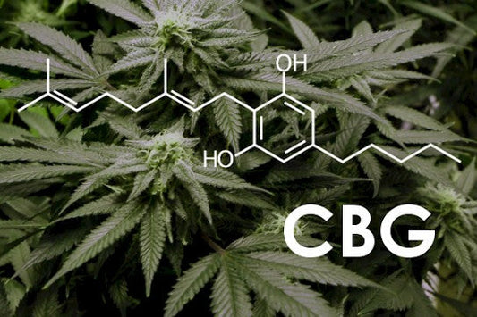 Comprendre: C'est quoi le CBG?