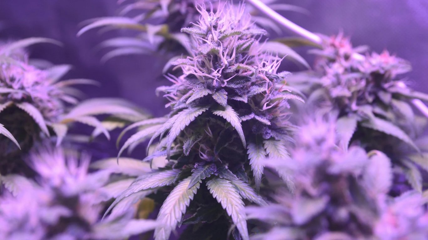 Fleurs INDOOR